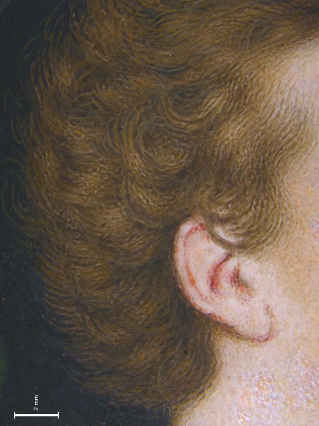 Painting. Detail view of burnished, golden-brown curls swirling around a pink-edged ear. A scale in the lower left measures 2 mm.